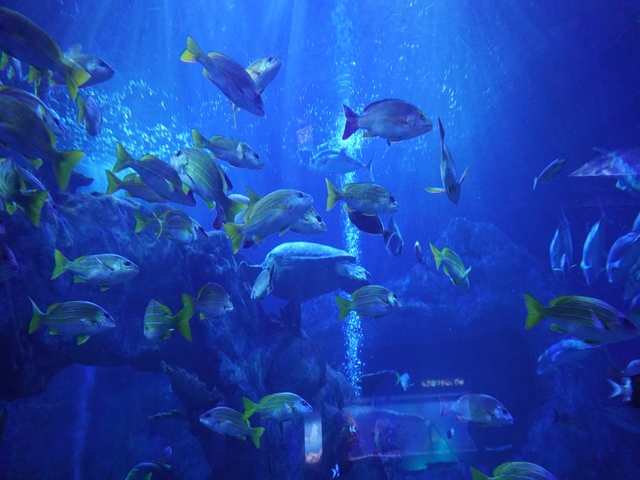三重県の風景：鳥羽水族館